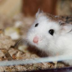 Dværghamster Silke Himmelgnaver