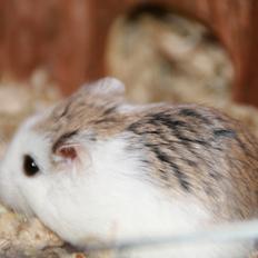 Dværghamster Silke Himmelgnaver