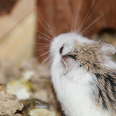 Dværghamster Silke Himmelgnaver