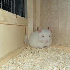 Chinchilla Novas Albert