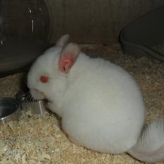 Chinchilla Novas Albert