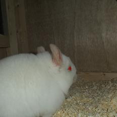 Chinchilla Novas Albert