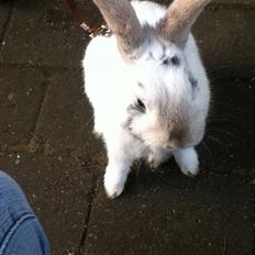 Kanin Hr. Hvid [En jeg passer og træner]