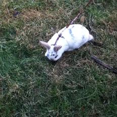 Kanin Hr. Hvid [En jeg passer og træner]