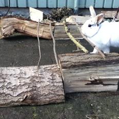 Kanin Hr. Hvid [En jeg passer og træner]