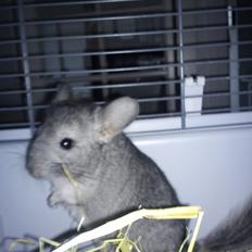 Chinchilla Rex