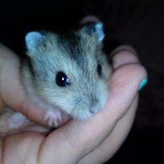 Hamster Mini
