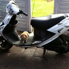Kanin Simba ! 