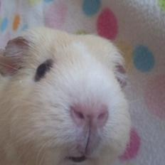 Marsvin » Ollis Wendy R.I.P.†  «