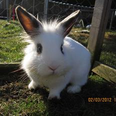 Kanin Stald Spirs Nugga De Mokka