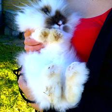 Kanin Stald Primas Prins Messi