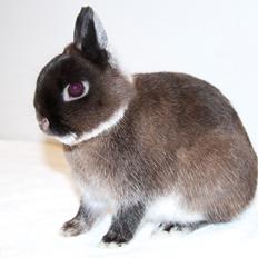 Kanin Nintendo "Hermelin"