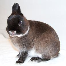 Kanin Nintendo "Hermelin"