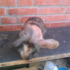 Kanin Tantetuts Miyagi