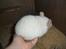 Chinchilla Novas Albert