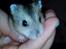 Hamster Mini - 1) Mini :)
Foto: Min søster