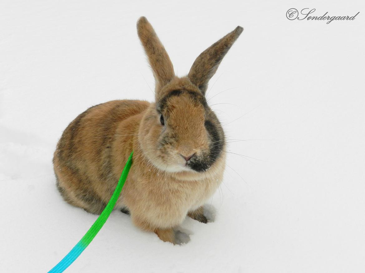 Kanin Anijo´s Silke - Silke i sneen :) billede 6