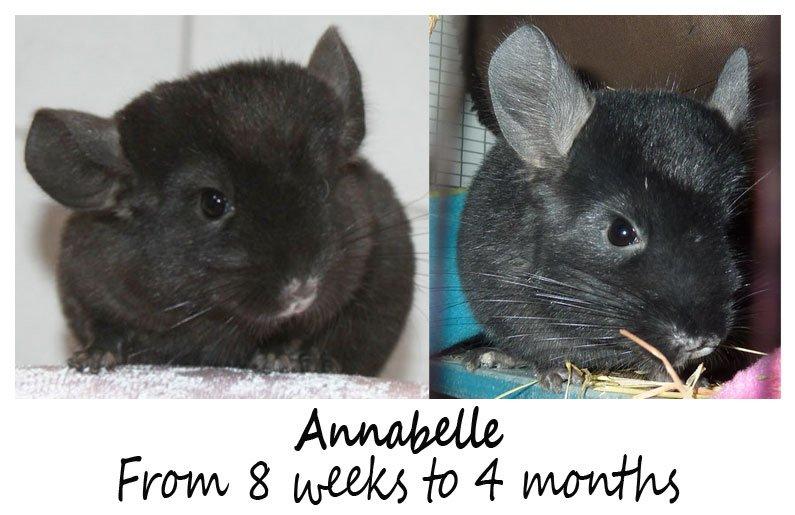 Chinchilla Annabelle billede 1