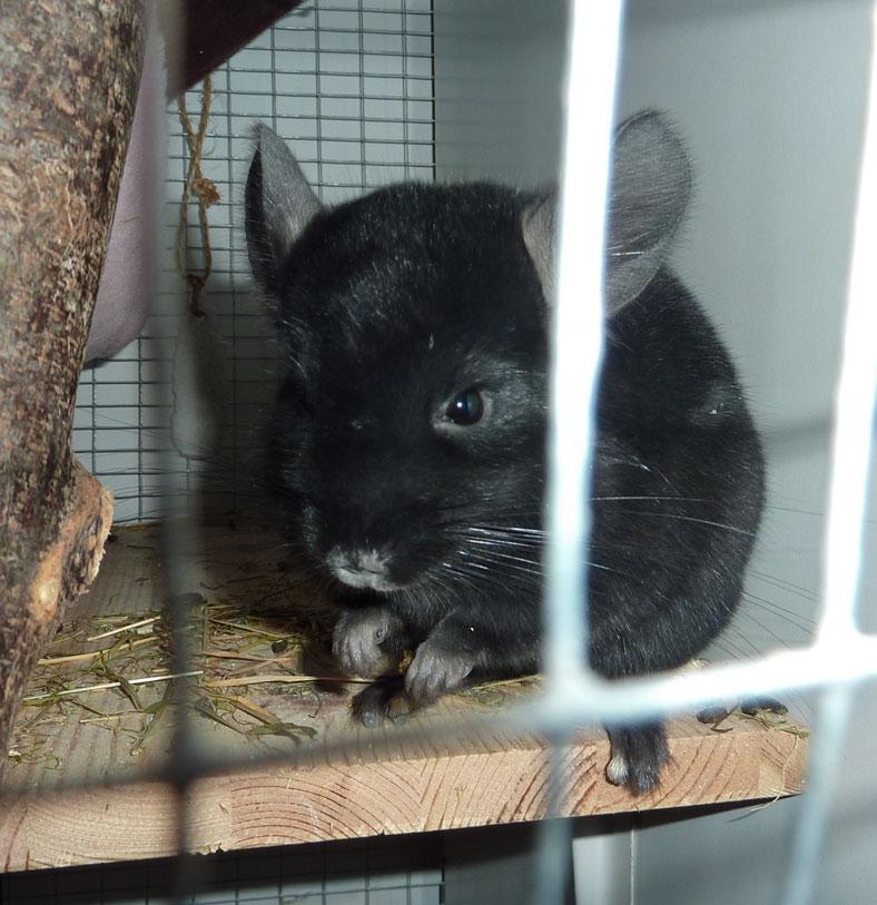 Chinchilla Annabelle billede 2