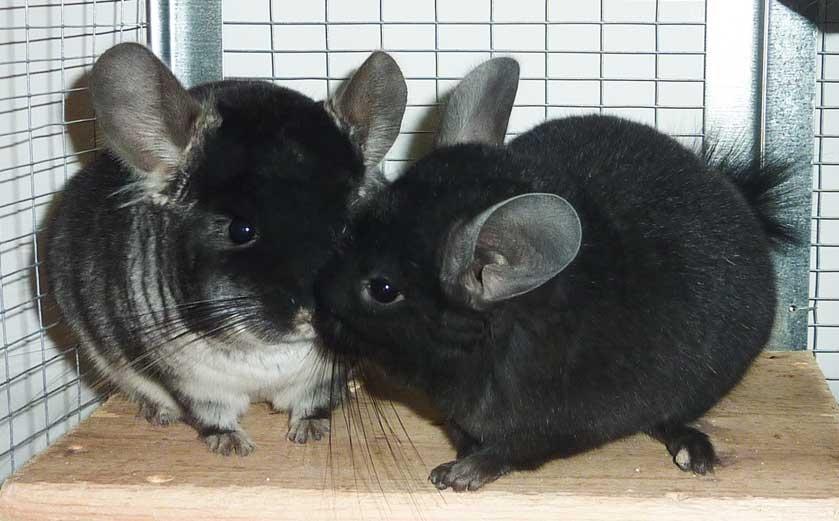 Chinchilla Annabelle billede 3