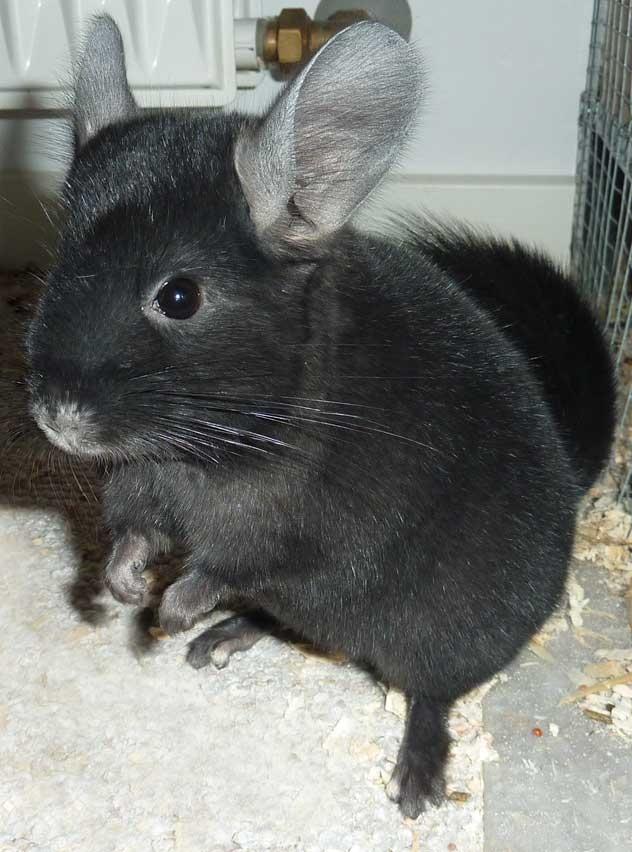 Chinchilla Annabelle billede 4