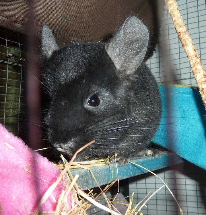 Chinchilla Annabelle billede 5