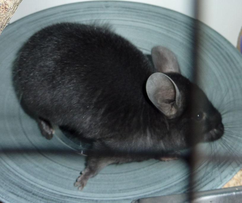 Chinchilla Annabelle billede 6