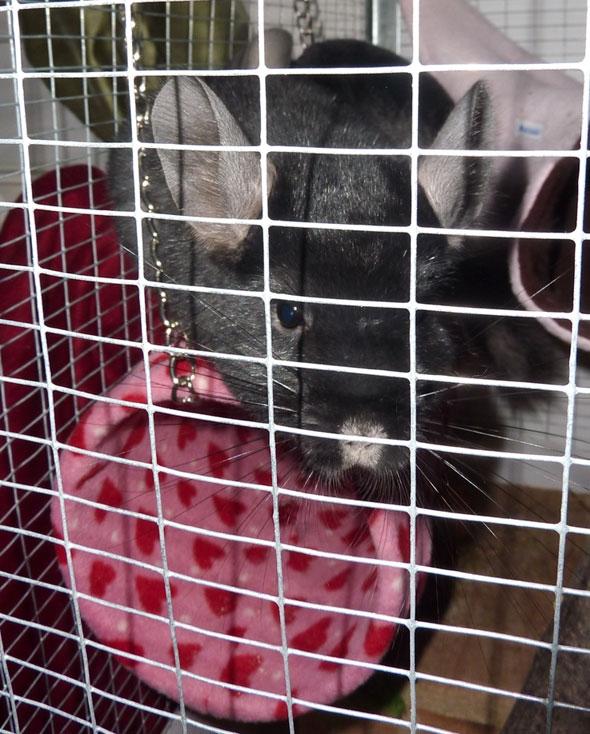 Chinchilla Annabelle billede 7