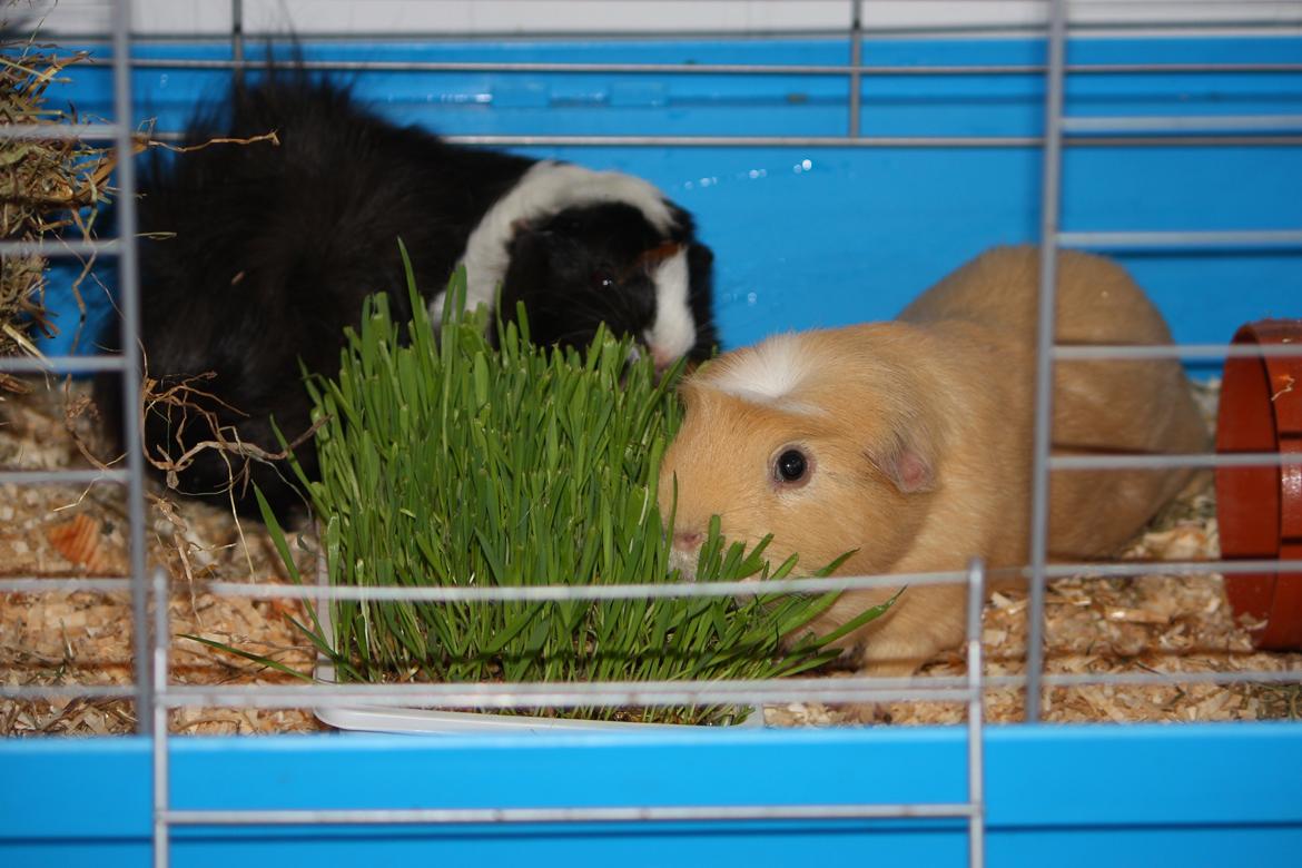 Marsvin Arnold billede 20