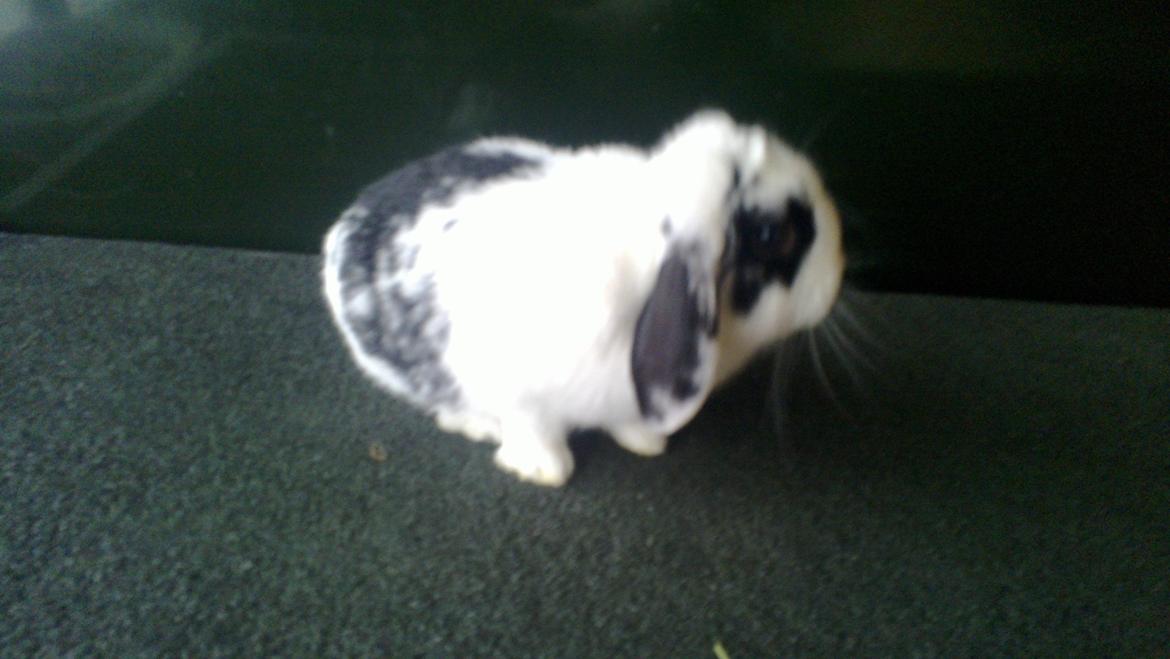 Kanin Alma billede 1