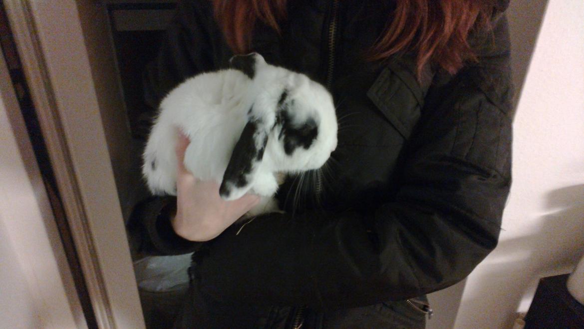 Kanin Alma billede 2