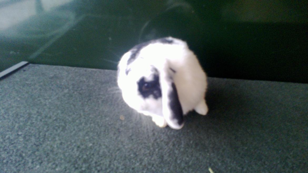 Kanin Alma billede 3