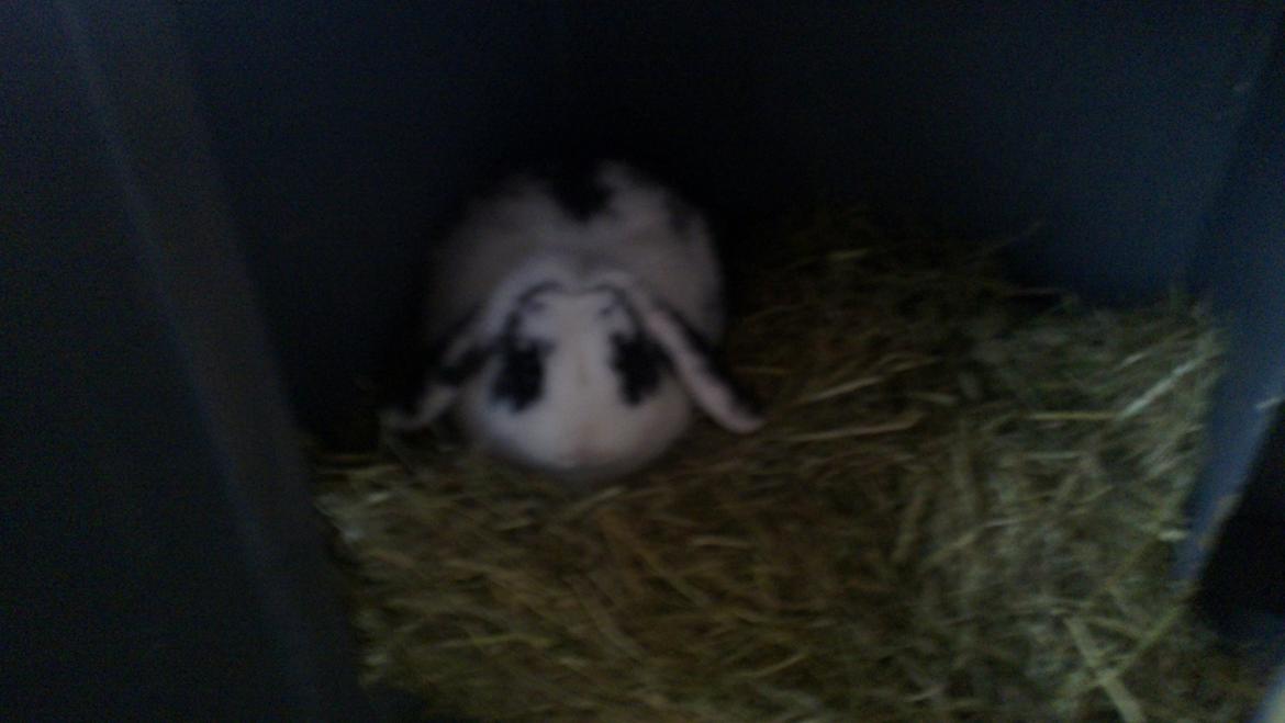 Kanin Alma billede 4