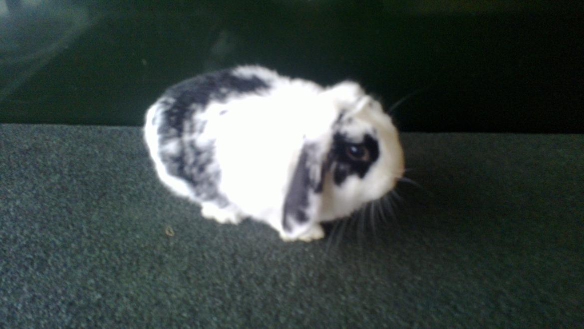 Kanin Alma billede 5