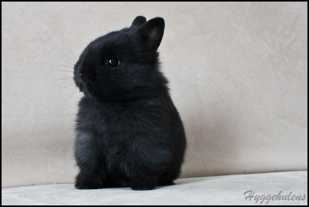 Kanin Hyggehulen's Leela † 2012 † billede 1