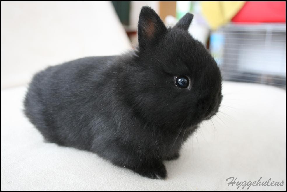 Kanin Hyggehulen's Leela † 2012 † billede 8