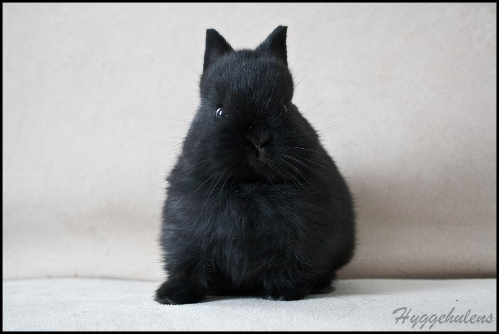 Kanin Hyggehulen's Leela † 2012 † billede 3