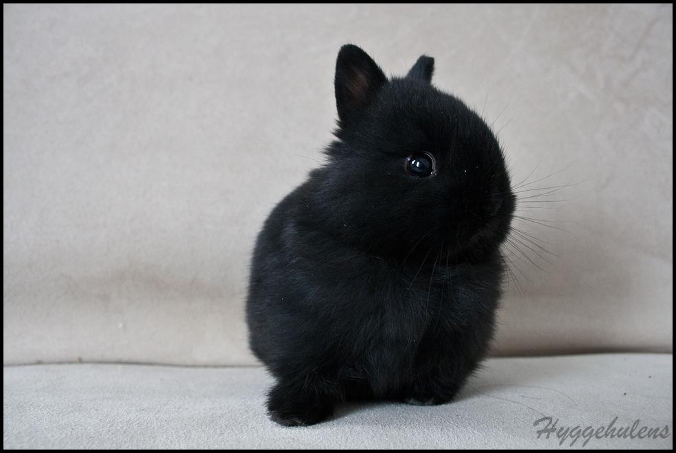 Kanin Hyggehulen's Leela † 2012 † billede 4