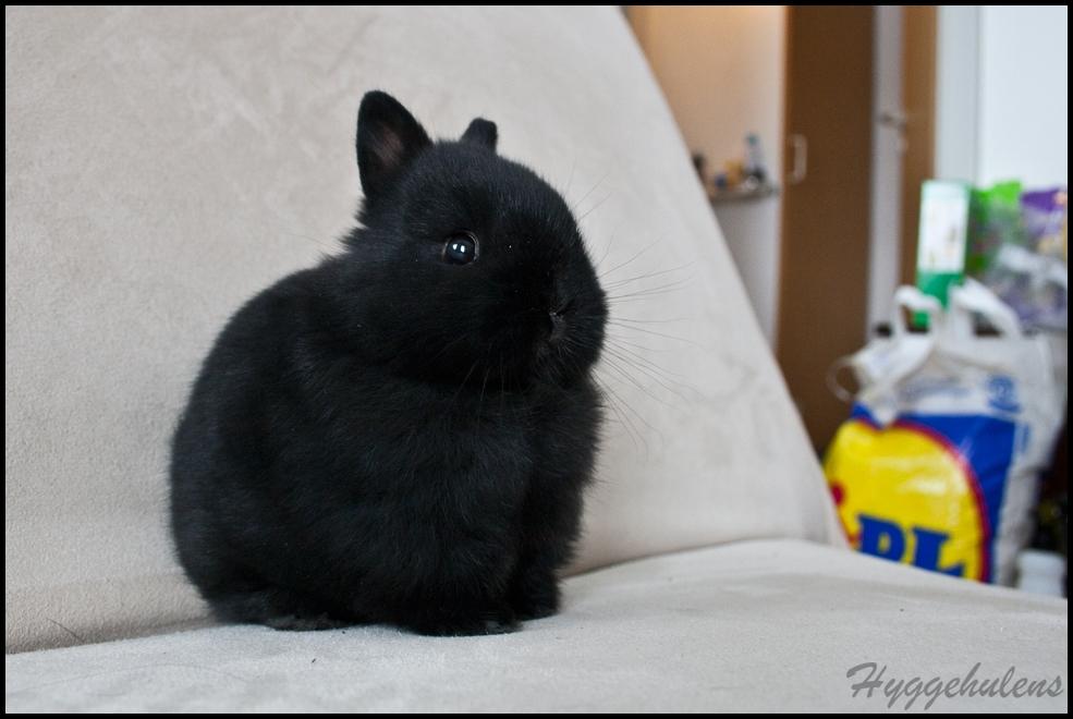 Kanin Hyggehulen's Leela † 2012 † billede 5