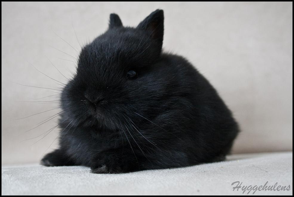 Kanin Hyggehulen's Leela † 2012 † billede 7