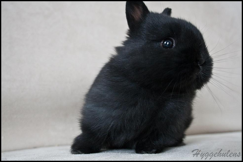 Kanin Hyggehulen's Leela † 2012 † billede 2