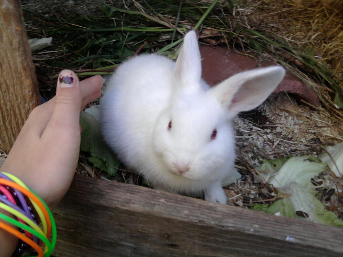 Kanin Mulle<3 billede 4