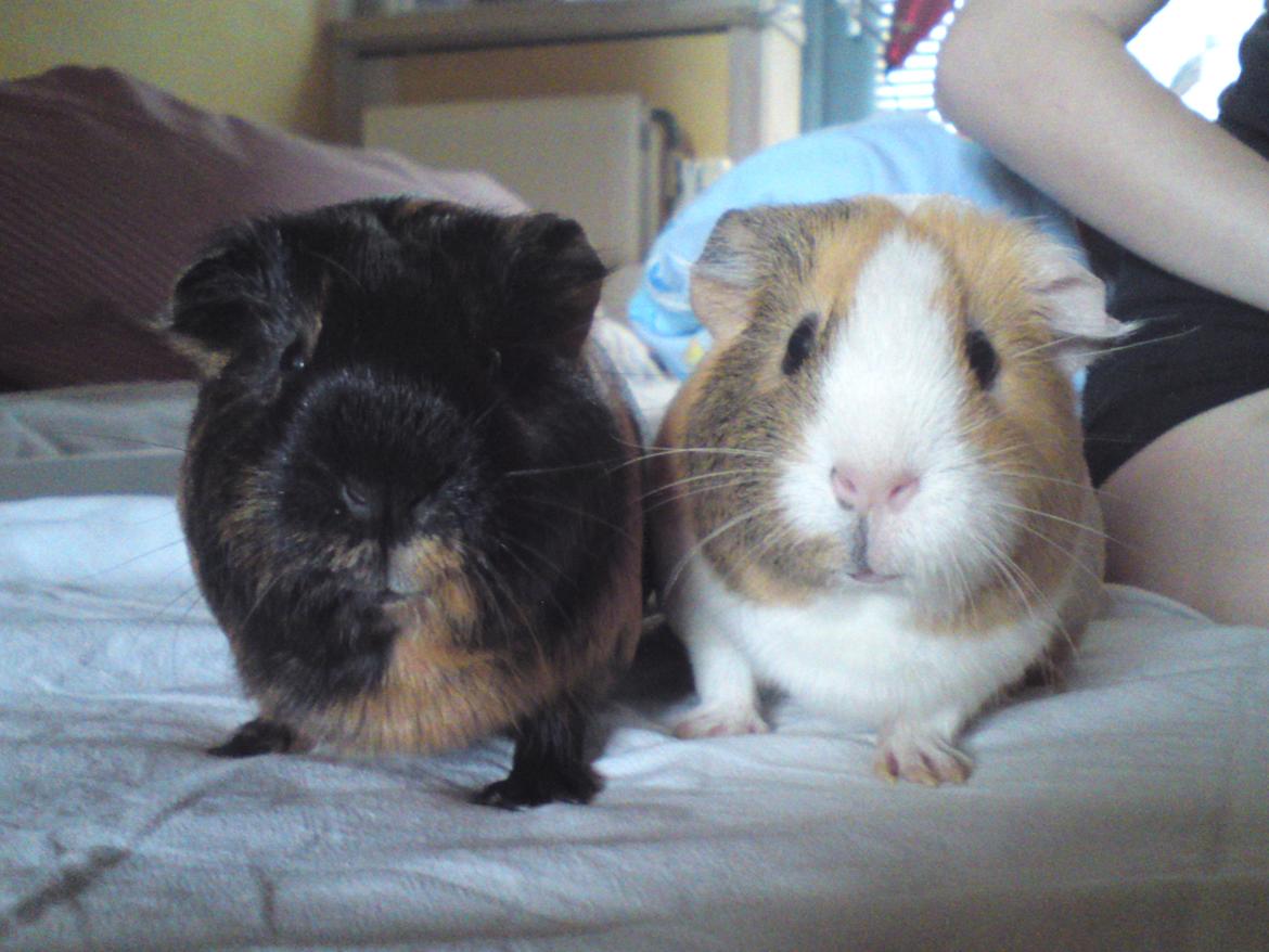 Marsvin Putte billede 16