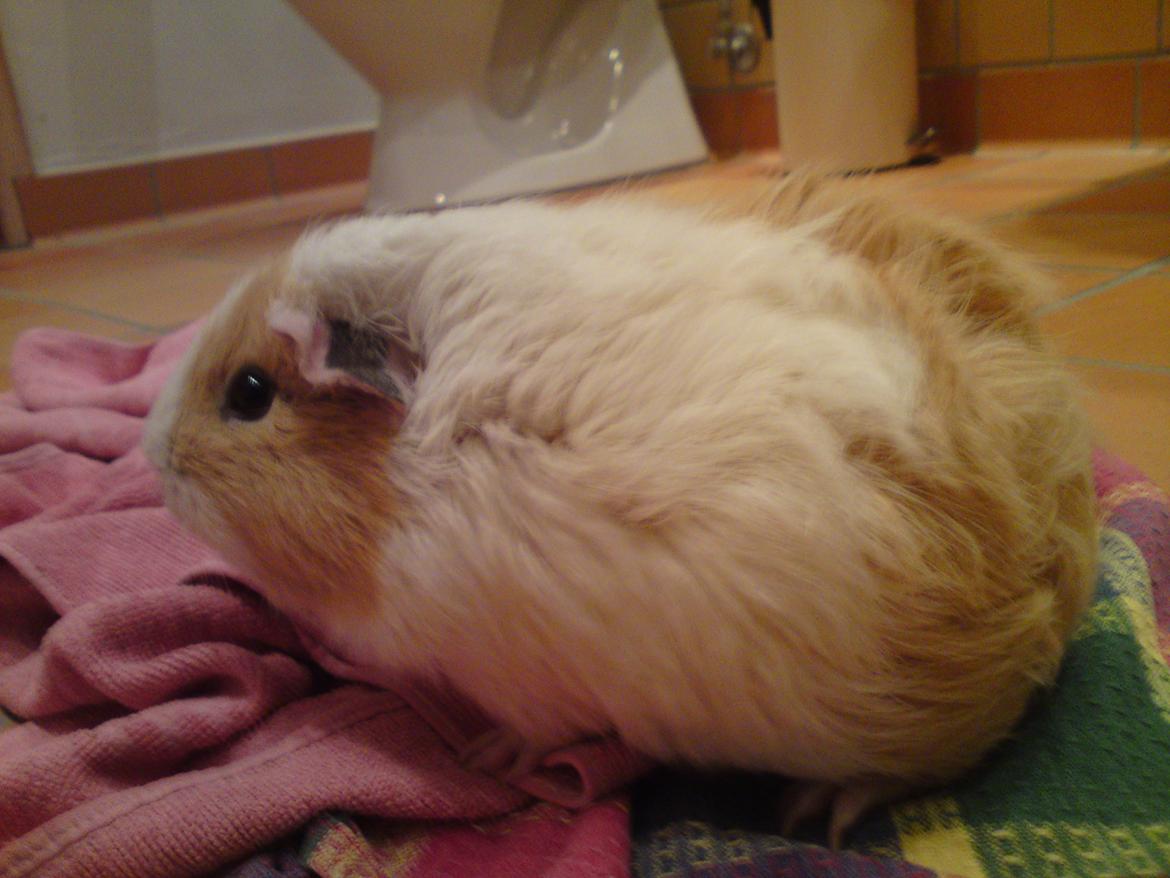 Marsvin Merle - Merle som lige har været i bad xD <3<3<3 billede 13