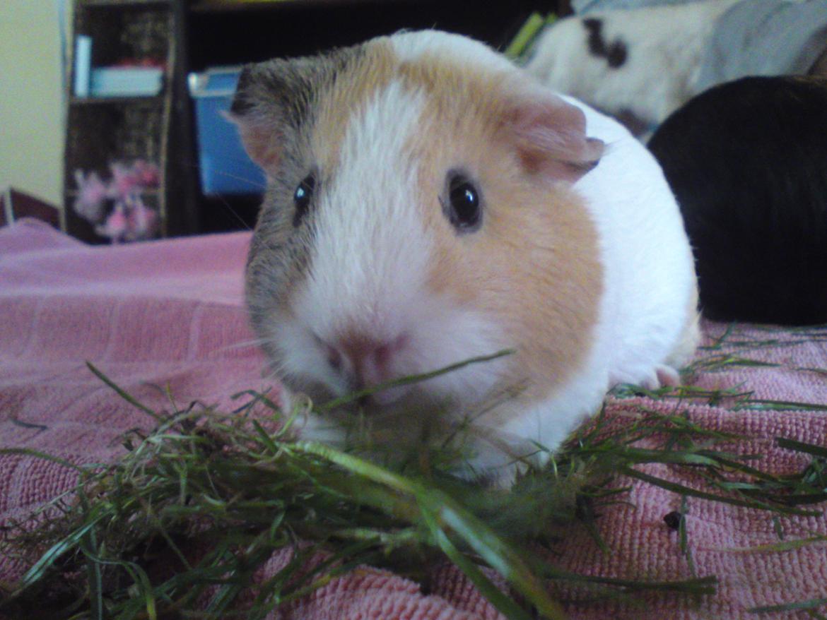 Marsvin Merle billede 15