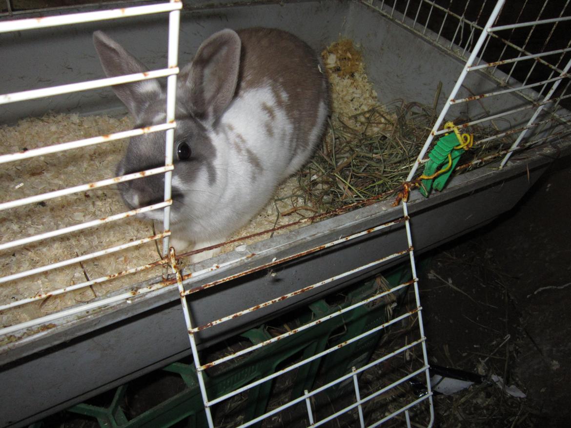 Kanin Petunia  billede 9