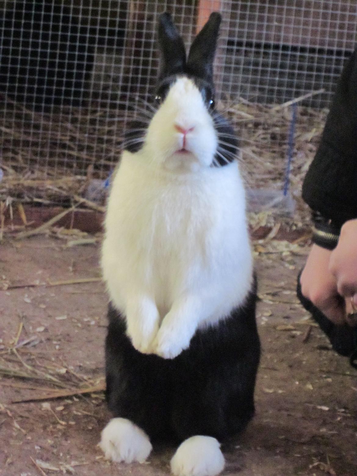 Kanin Mimrelunds Narbona Primero - Billede af: Silke Zacho billede 1