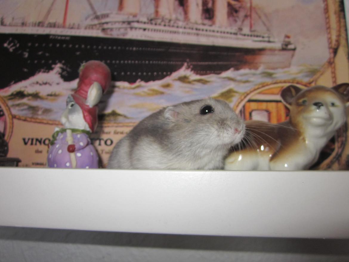 Dværghamster ¨˜°º•¤ Stald Kiwis Egon ¤•º°˜¨  - 23-2-2012 billede 1