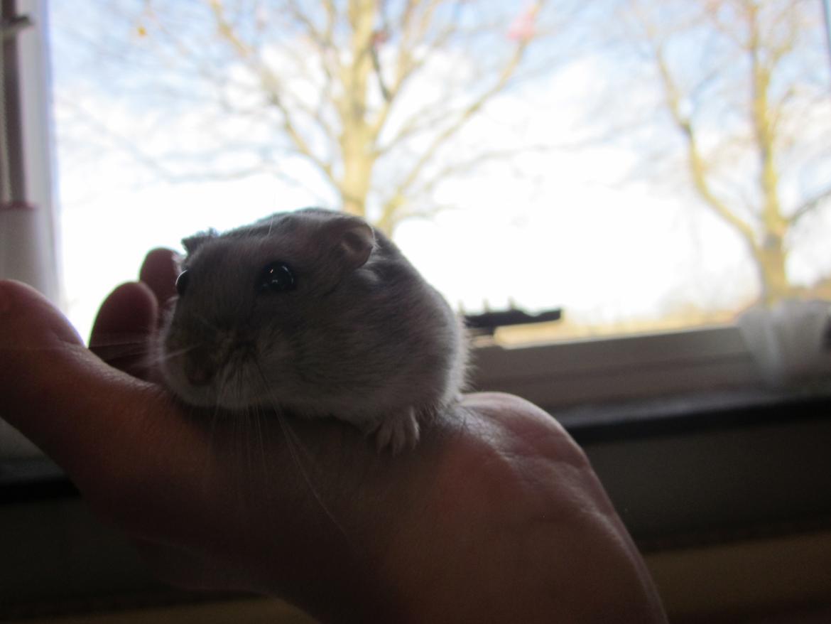 Dværghamster ¨˜°º•¤ Stald Kiwis Egon ¤•º°˜¨  - 23-2-2012 billede 2