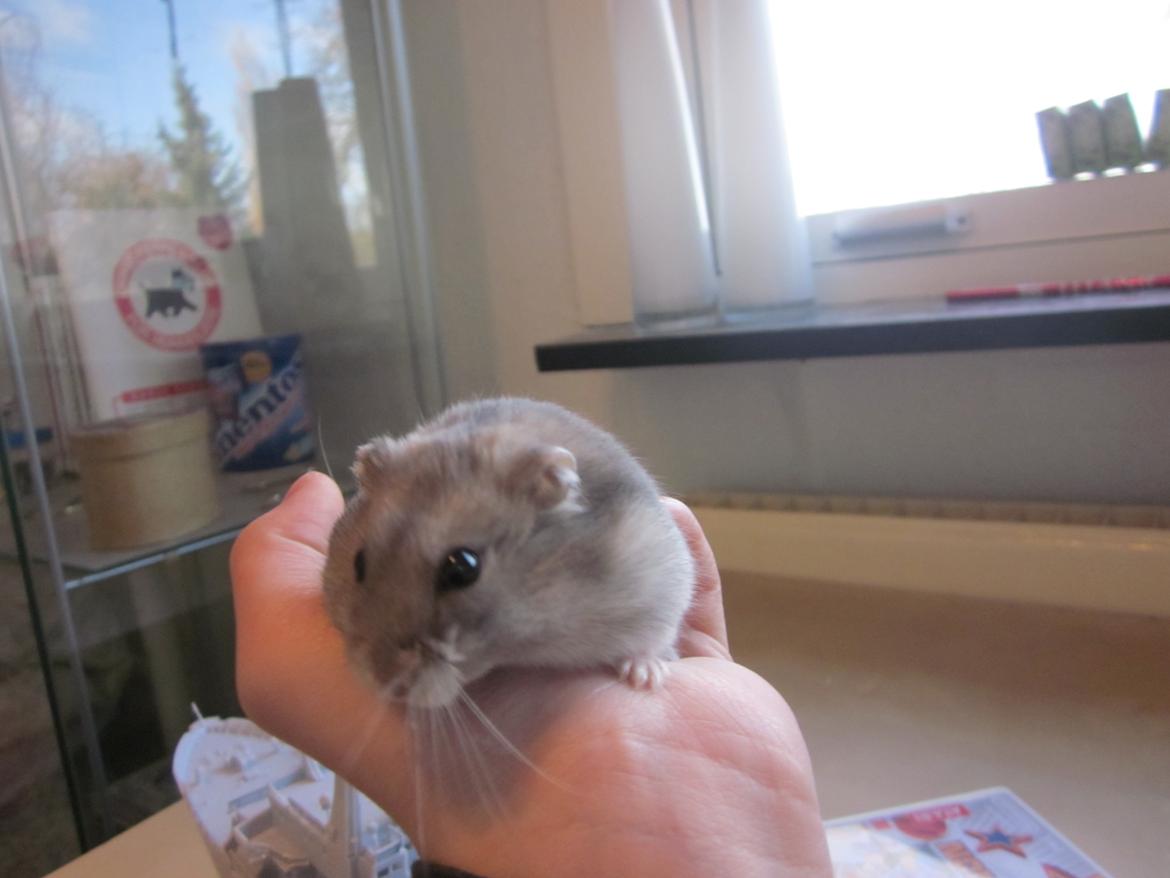 Dværghamster ¨˜°º•¤ Stald Kiwis Egon ¤•º°˜¨  - 23-2-2012 billede 3